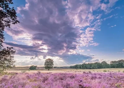 Rondom Schuur op de Hei - heide landschap